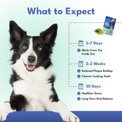 Dental Defense – Oral Microbiome Restoration for Dogs