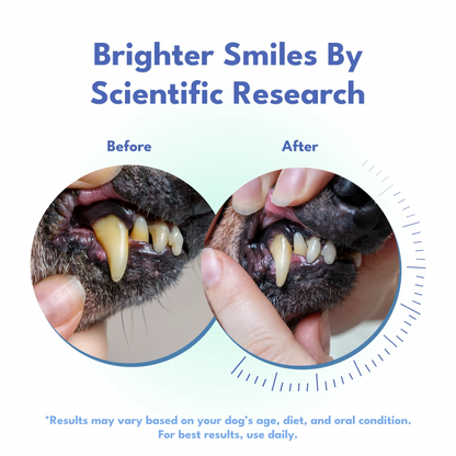 Dental Defense – Oral Microbiome Restoration for Dogs
